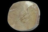 Partial Ogyginus Cordensis - Classic British Trilobite #103114-1